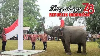 GAJAH JADI PENGIBAR BENDERA