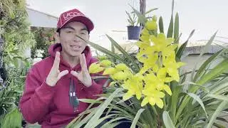 Como cuidar Orquídeas Cymbidium Para tener floraciones .