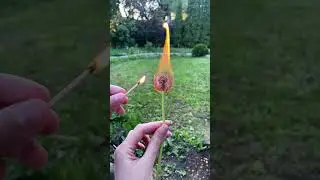 Как горит одуванчик 💔 