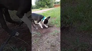 НЕ МЕШАЙ, Я КОПАЮ!!!