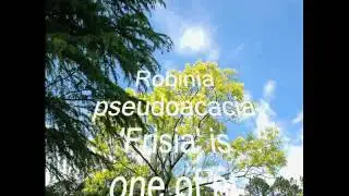 VARIATIONS OF ROBINIA (LOCUST TREE): COOL PLANT PROFILES 39