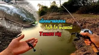 #เท็ก​ซัส​ริก​ #Texas​rig​ #ตก​ปลาช่อน​ เช็คหมายคลอง เพชรบูรณ์​ #น้า​ศาล​_เบ็ด​ซิ่ง​