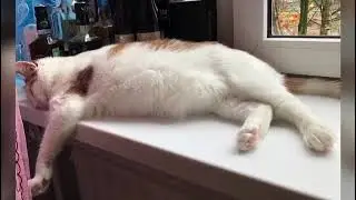 Наш кот рыжик.