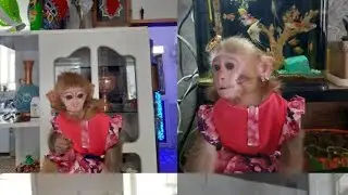 The strange reaction of the baby monkey when I want to go out without him