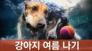 🐶 강아지 여름나기 시작이네요 / Puppy is starting to get summery