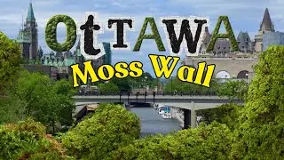 Office Space Moss Wall - Downtown Ottawa