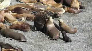 "Amor en la loberìa y algo màs". Lobo marino de un pelo (Otaria flavescens)
