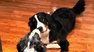 Doggy love