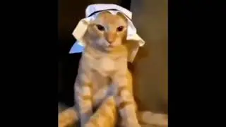 ALLAH CAT | VINE 151