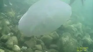 Крым  Подводная съёмка
