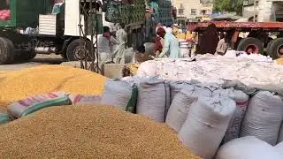 Today maki rate maize rate corn rate today galla mandi Arifwala Punjab Pakistan