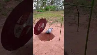 Amazing Birds Trap And Best Birds. #shortvideo #birds #parrot