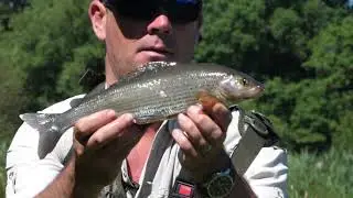 Airflo Stories - River Adventure Fly Fishing With Iain Barr - Coming Soon!!