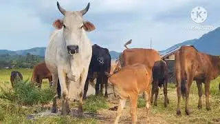 Sapi Lembu Jinak Berjalan Melintasi Lumpur Disawah