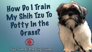 How Do You Train A Shih Tzu To Go Potty In The Grass - Tips From Al The Dog Trainer