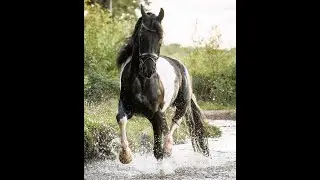 Heino Horses  for sale https://www.blacksterlingfriesians.com questions? 415-272-2112