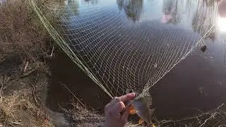 How we country folks catch fish! Fishing with a lift net!