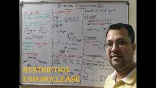 Complete details about Restriction Enzymes