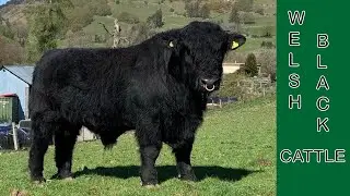Welsh Black Cattle | All Weather Dual Purpose