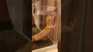 Cute Leopard Gecko 