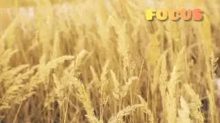FOCUS ART OF LIVING MEDITATION MUSIC