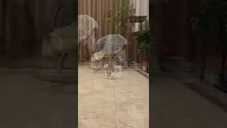 бэйби шарк тудутудуту ту #babyshark #tududu #kittycat #pets #funny