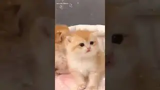 Si comel gebu💕 #nor.cats #short