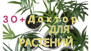 🌿Рассадка пальмы Хамедорея | Что любит Хамедорея для благополучного роста 