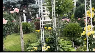 Бордюр цветника, цветение штамбовых роз и чубушника 🌸 сад начало июля