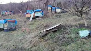 Зимовка пчёл. зимы пока нет. Новый канал на Яндекс Дзен.
