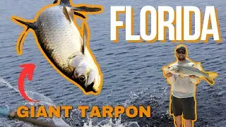 Catching Giant Tarpon | Sanibel Island Florida | The Bearded Buck