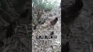 সঙ্গ দো‌ষে লোহা ভা‌সে #animals #shorts