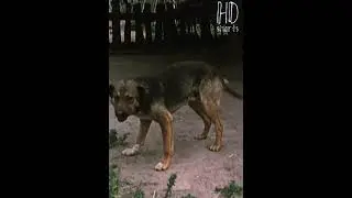 "Как издох.. уже?!!" Белые росы