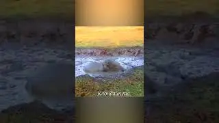 Лошадь на краю обрыва #animalsvideo