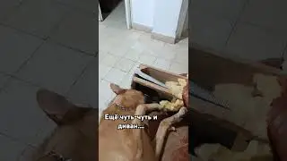 #джеки #бельгийскаяовчарка #животные #приколысживотными #рекомендация #топ #собаки