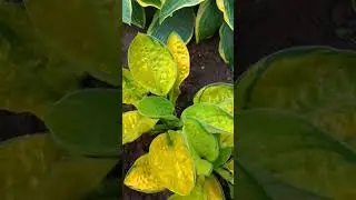 Мои любимые хосты после дождя.