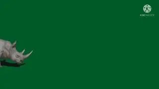 green screen rhinoceros !! green screen video !! green screen animal !!