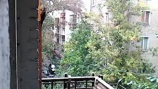 Первый из дятлов.