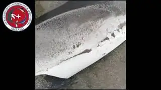 Harbour porpoise (Phocoena phocoena) reported to the Observers App.