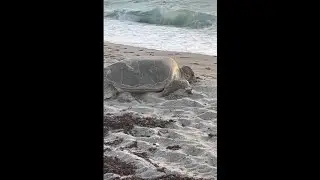 Jane is live! Green Turtle heading back to sea after laying eggs