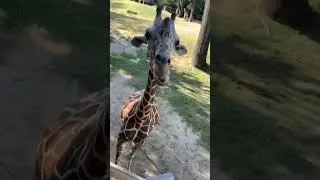 Going To The Zoo