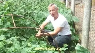 Геморрой  Лечение живым огурцом