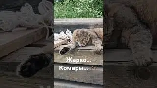 Цитрус