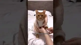 The little cucumber on her head at the end 😭 #grwm #catlovers #viralreels #spaday #shorts