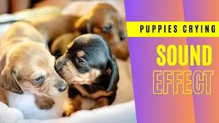 Puppies are Crying Sound Effect