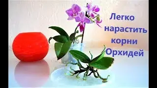 Орхидеи растут в воде без субстрата. Как легко нарастить корни орхидей. Ответы на вопросы