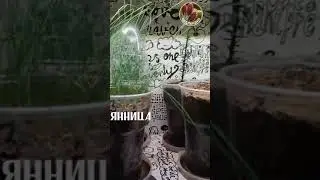 Live shelf * Живая полка * Seedlandia.ru - семена и саженцы декоративных  растений для сада и дома