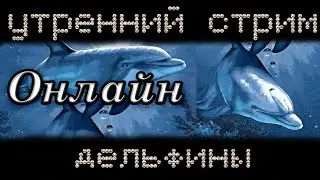 Алмазная мозаика. Утренний стрим, дельфишки🐬 ОНЛАЙН