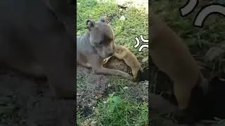 Animal Mix