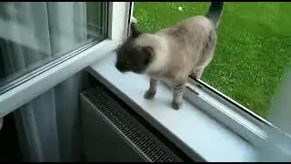 Коты. Супер прыжок Cats. Super Jump